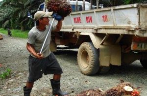 Plantation Worker